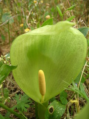 Arum italicum italicum