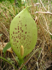 Arum italicum italicum