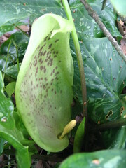 Arum italicum italicum