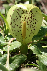 Arum italicum italicum
