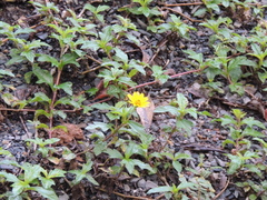 Sphagneticola trilobata