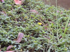 Sphagneticola trilobata