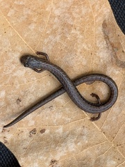 Batrachoseps nigriventris