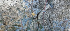 Lyrocarpa coulteri