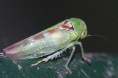 Viridicerus ustulatus