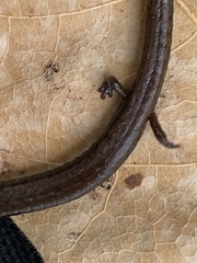 Batrachoseps nigriventris