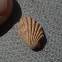 Cardites floridanus
