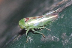 Viridicerus ustulatus