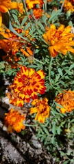 Tagetes erecta