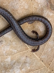 Batrachoseps nigriventris