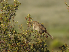 Toxostoma crissale
