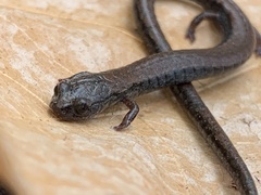 Batrachoseps nigriventris