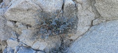 Lyrocarpa coulteri