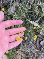 Chrysocephalum apiculatum