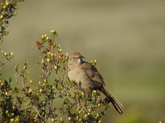 Toxostoma crissale