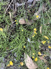 Chrysocephalum apiculatum