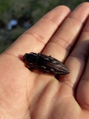 Chalcophora mexicana