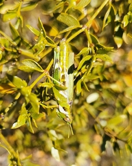 Bootettix argentatus