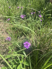 Glandularia aristigera