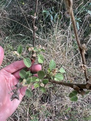 Sida cordifolia