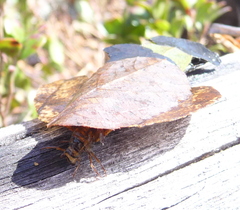 Nemotaulius hostilis