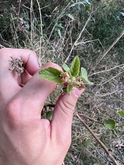 Sida cordifolia