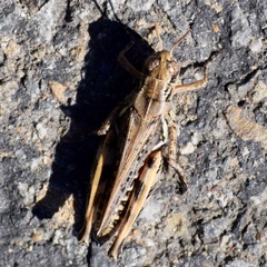 Melanoplus devastator