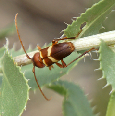 Aethecerinus wilsonii