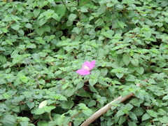 Melastomeae