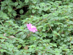 Melastomeae