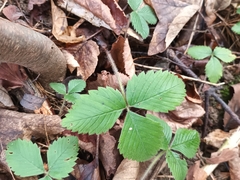 Fragaria vesca