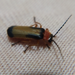 Cantharidae