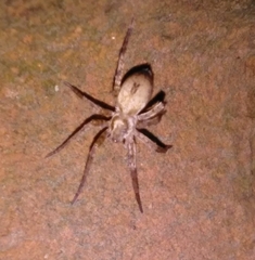 Anyphaena accentuata