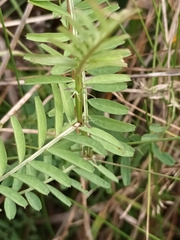 Vicia hirsuta
