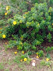 Allamanda cathartica