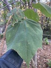 Heliocarpus terebinthinaceus