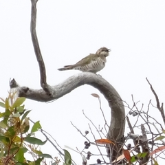 Chrysococcyx basalis