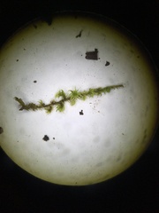 Racomitrium