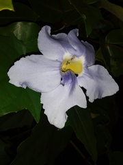 Thunbergia grandiflora