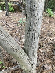 Heliocarpus terebinthinaceus