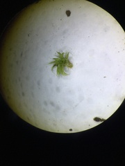 Racomitrium