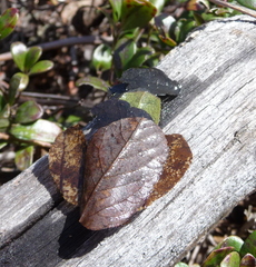 Nemotaulius hostilis