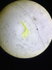 Racomitrium