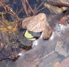 Nemotaulius hostilis