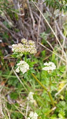 Image of Apium Australe (Apium australe) by no rights reserved