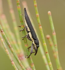 Rhinotia phoenicoptera