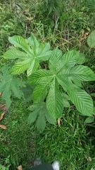 Cecropia peltata