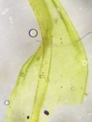 Racomitrium
