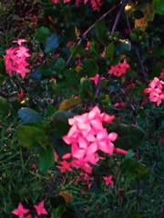 Ixora coccinea