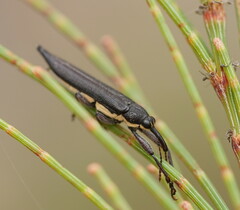 Rhinotia phoenicoptera